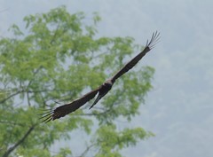 Ictinaetus malaiensis