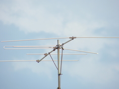 Chlorostilbon lucidus