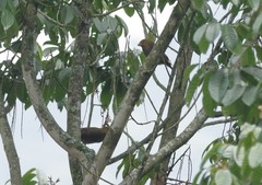 Indicator xanthonotus