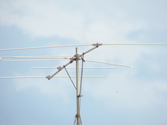 Chlorostilbon lucidus