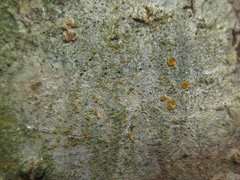 Brigantiaea leucoxantha