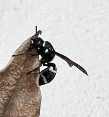 Pachodynerus californicus