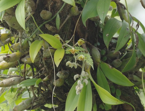 Dendrolirium lasiopetalum, photograph 6