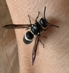 Pachodynerus californicus