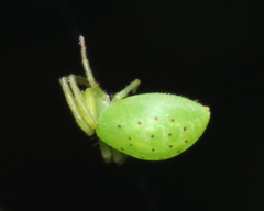 Cetratus