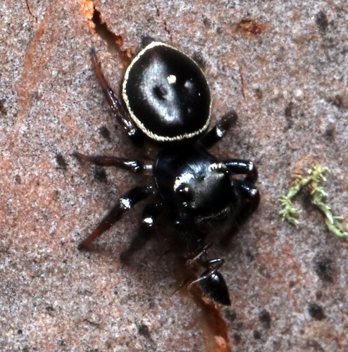 Zenodorus orbiculatus (Keyserling, 1881)