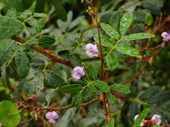 Machaerium lunatum