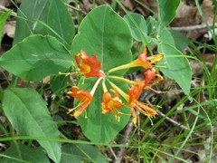 Lonicera flava