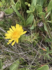 Grindelia stricta platyphylla