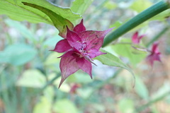 Leycesteria