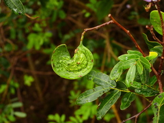Machaerium lunatum