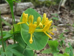 Lonicera flava