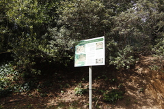 Bradypterus sylvaticus