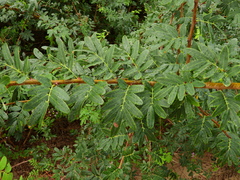 Machaerium lunatum