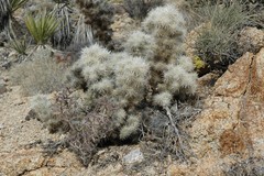 Cylindropuntia chuckwallensis