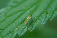 Lygocoris