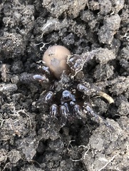 Aliatypus