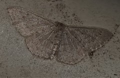 Cyclophora obstataria