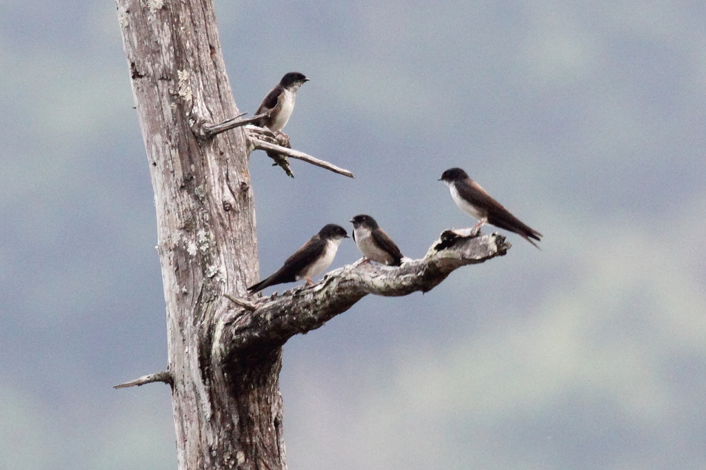 Black-capped Swallow