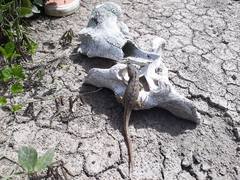 Stenocercus guentheri