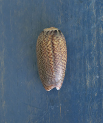 Oliva mustelina