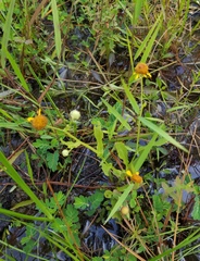 Helenium quadridentatum