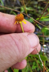 Helenium quadridentatum