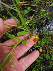 Helenium quadridentatum