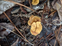 Xeromphalina cauticinalis pubescentipes
