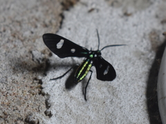 Leucotmemis nexa