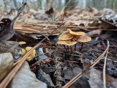 Xeromphalina cauticinalis pubescentipes