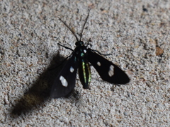 Leucotmemis nexa