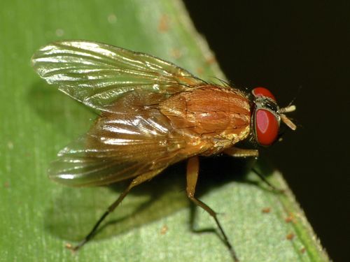 Genus Dichaetomyia · iNaturalist