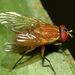 Dichaetomyia - Photo (c) Steve Kerr, μερικά δικαιώματα διατηρούνται (CC BY), uploaded by Steve Kerr