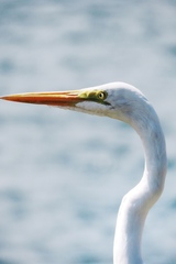 Ardea alba