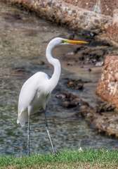 Ardea alba