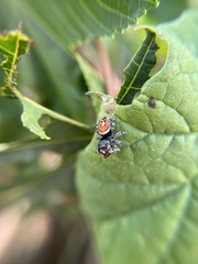Phidippus phoenix