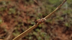 Spilostethus pandurus asiaticus