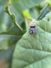 Phidippus phoenix