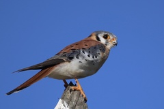 Falco sparverius dominicensis