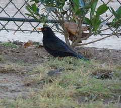 Turdus merula