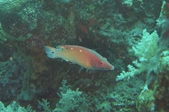 Bodianus dictynna
