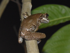 Trachycephalus vermiculatus