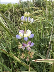 Lupinus variicolor