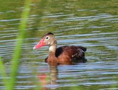 Dendrocygna autumnalis