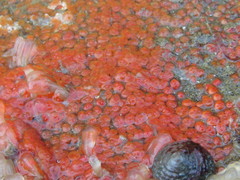 Metandrocarpa taylori