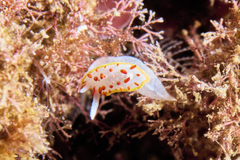 Diaphorodoris papillata