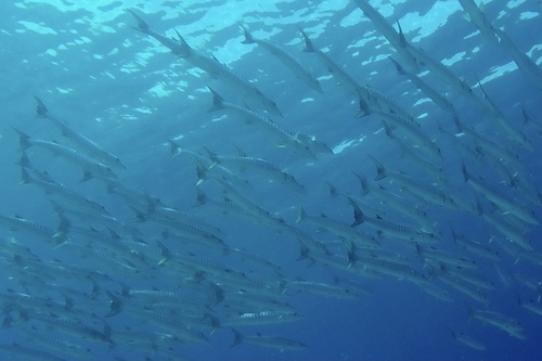 Chevron Barracuda