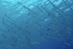 Chevron Barracuda