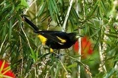 Hispaniolan Oriole photo 2